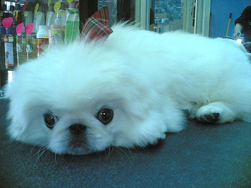 https://images.dog.ceo/breeds/pekinese/n02086079_14748.jpg