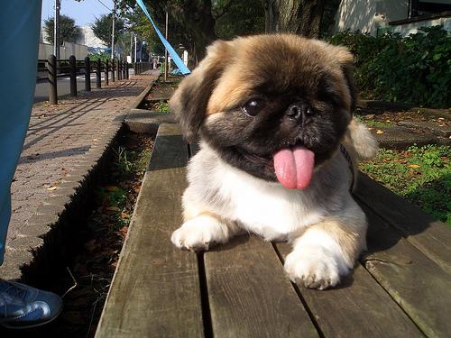 https://images.dog.ceo/breeds/pekinese/n02086079_14929.jpg