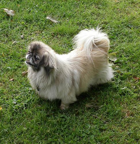 https://images.dog.ceo/breeds/pekinese/n02086079_15979.jpg