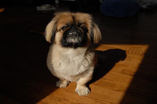 https://images.dog.ceo/breeds/pekinese/n02086079_16367.jpg