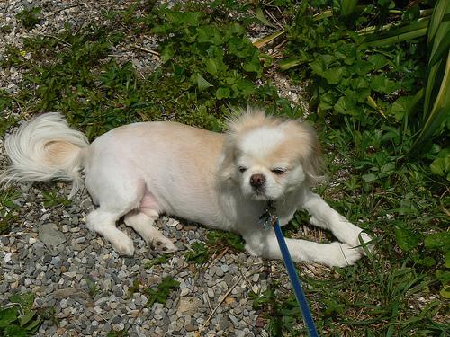 https://images.dog.ceo/breeds/pekinese/n02086079_16693.jpg