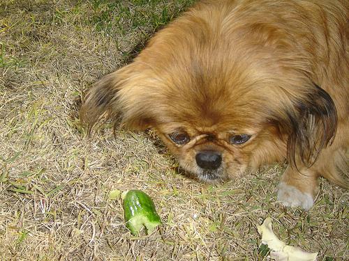 https://images.dog.ceo/breeds/pekinese/n02086079_16979.jpg