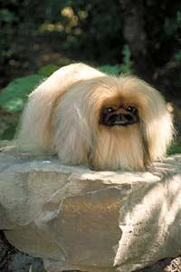 https://images.dog.ceo/breeds/pekinese/n02086079_17205.jpg