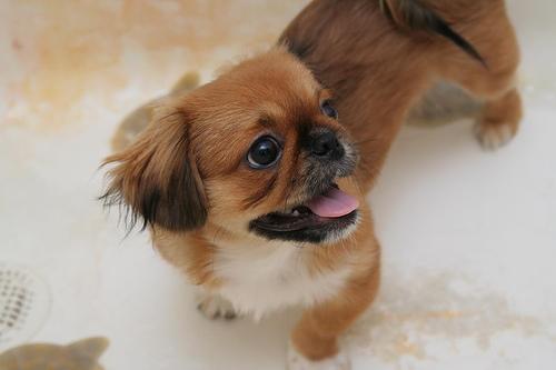 https://images.dog.ceo/breeds/pekinese/n02086079_17686.jpg