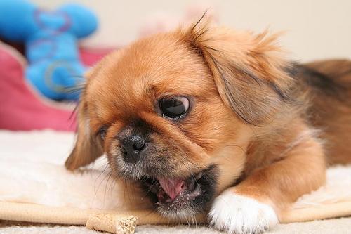 https://images.dog.ceo/breeds/pekinese/n02086079_18764.jpg