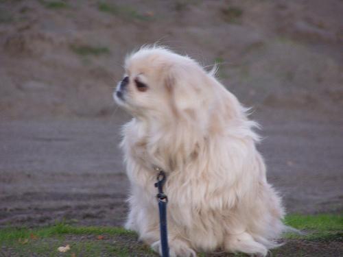 https://images.dog.ceo/breeds/pekinese/n02086079_19863.jpg