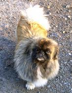 https://images.dog.ceo/breeds/pekinese/n02086079_207.jpg