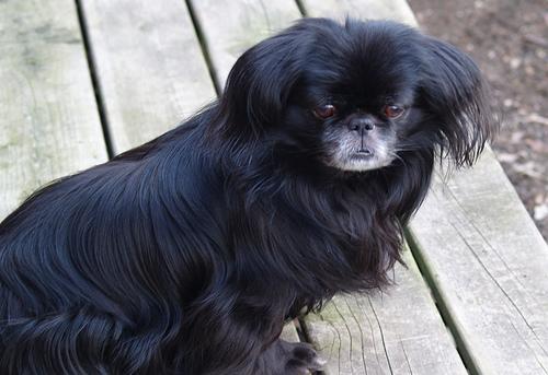 https://images.dog.ceo/breeds/pekinese/n02086079_2073.jpg