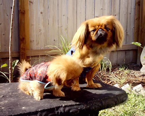 https://images.dog.ceo/breeds/pekinese/n02086079_20762.jpg