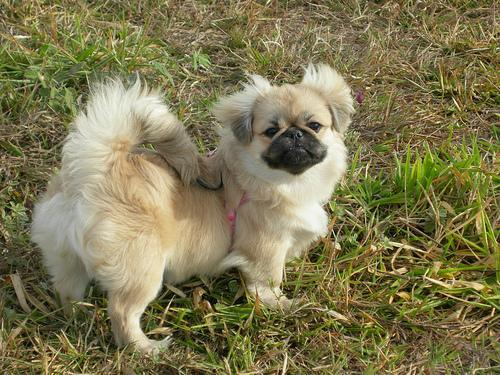 https://images.dog.ceo/breeds/pekinese/n02086079_21987.jpg