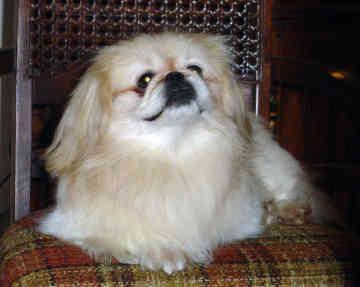 https://images.dog.ceo/breeds/pekinese/n02086079_22136.jpg