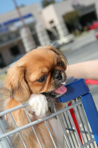 https://images.dog.ceo/breeds/pekinese/n02086079_2368.jpg