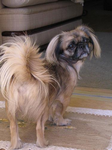 https://images.dog.ceo/breeds/pekinese/n02086079_380.jpg