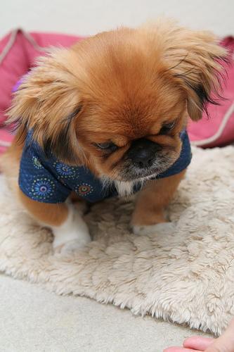 https://images.dog.ceo/breeds/pekinese/n02086079_4412.jpg