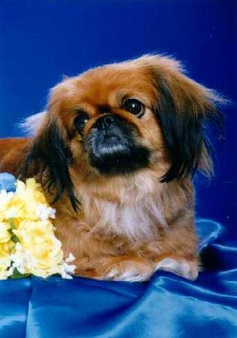 https://images.dog.ceo/breeds/pekinese/n02086079_4456.jpg