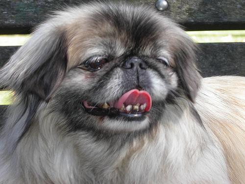 https://images.dog.ceo/breeds/pekinese/n02086079_499.jpg