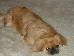 https://images.dog.ceo/breeds/pekinese/n02086079_5522.jpg