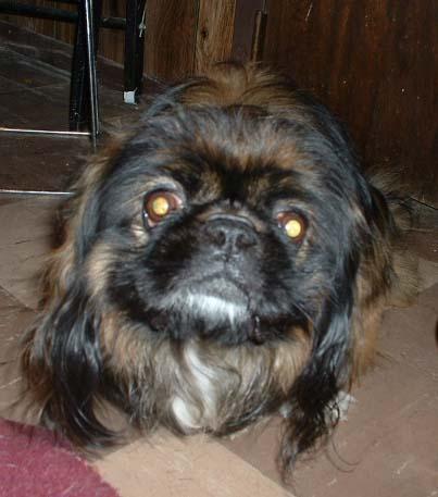 https://images.dog.ceo/breeds/pekinese/n02086079_5590.jpg