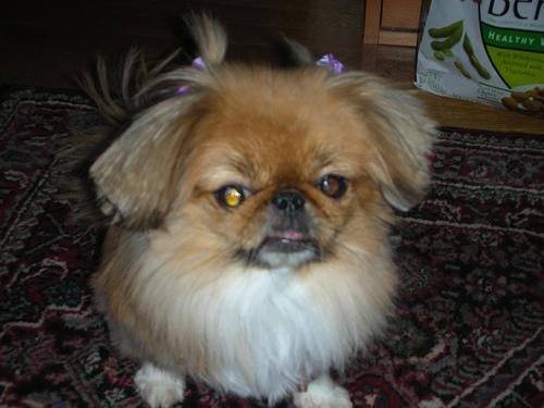 https://images.dog.ceo/breeds/pekinese/n02086079_6243.jpg