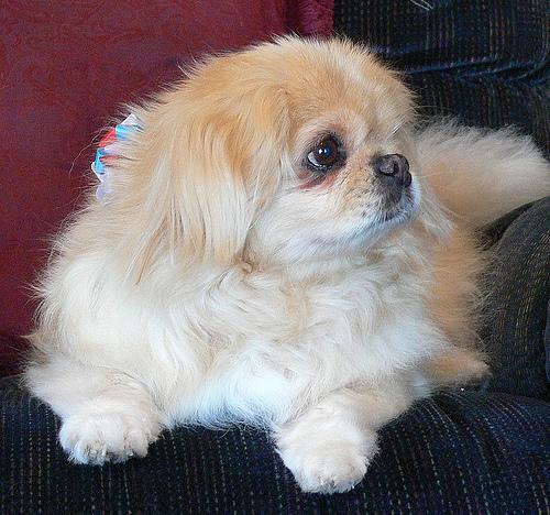 https://images.dog.ceo/breeds/pekinese/n02086079_6467.jpg