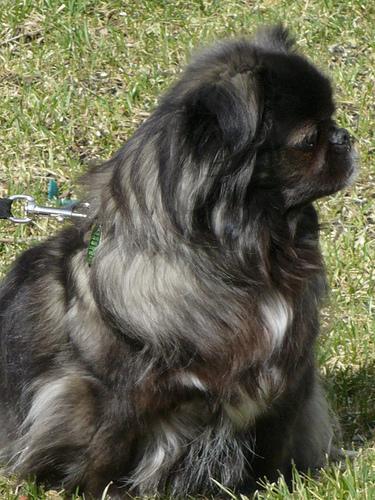 https://images.dog.ceo/breeds/pekinese/n02086079_6926.jpg