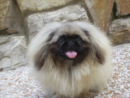 https://images.dog.ceo/breeds/pekinese/n02086079_7027.jpg