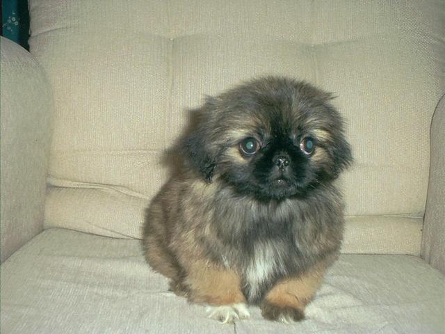 https://images.dog.ceo/breeds/pekinese/n02086079_7302.jpg