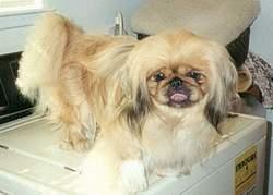 https://images.dog.ceo/breeds/pekinese/n02086079_7769.jpg