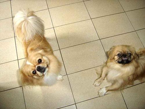 https://images.dog.ceo/breeds/pekinese/n02086079_7817.jpg