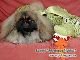 https://images.dog.ceo/breeds/pekinese/n02086079_7944.jpg