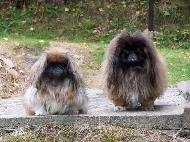 https://images.dog.ceo/breeds/pekinese/n02086079_8127.jpg