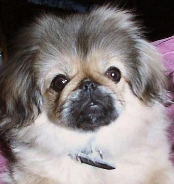 https://images.dog.ceo/breeds/pekinese/n02086079_8726.jpg