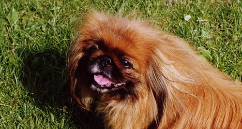 https://images.dog.ceo/breeds/pekinese/n02086079_8826.jpg