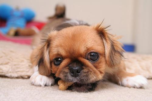 https://images.dog.ceo/breeds/pekinese/n02086079_884.jpg