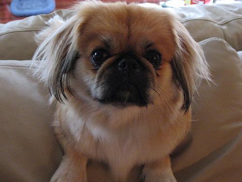 https://images.dog.ceo/breeds/pekinese/n02086079_9316.jpg