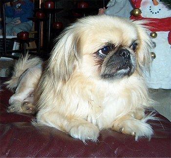 https://images.dog.ceo/breeds/pekinese/n02086079_952.jpg