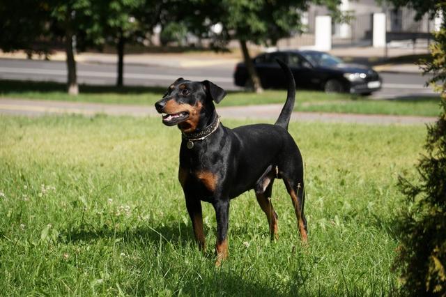 https://images.dog.ceo/breeds/pinscher/Coffee_Soul_Bari001.jpg