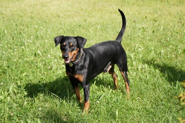 https://images.dog.ceo/breeds/pinscher/Coffee_Soul_Bari002.jpg