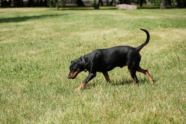 https://images.dog.ceo/breeds/pinscher/Coffee_Soul_Bari004.jpg