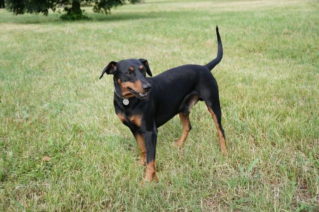 https://images.dog.ceo/breeds/pinscher/Coffee_Soul_Bari005.jpg