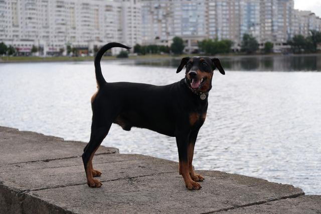 https://images.dog.ceo/breeds/pinscher/Coffee_Soul_Bari006.jpg