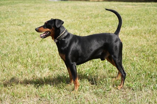 https://images.dog.ceo/breeds/pinscher/Coffee_Soul_Bari007.jpg