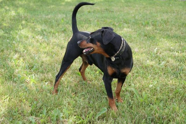 https://images.dog.ceo/breeds/pinscher/Coffee_Soul_Bari008.jpg