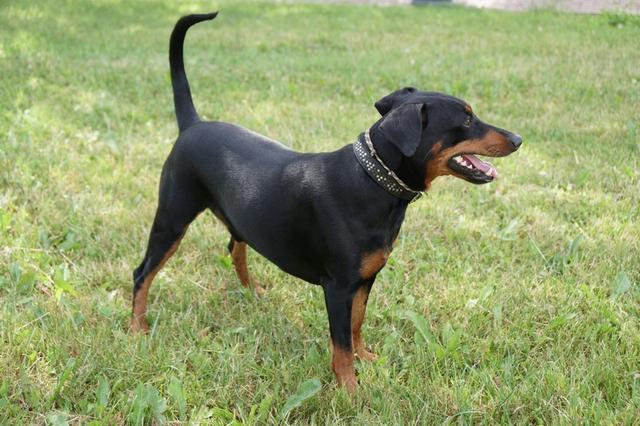 https://images.dog.ceo/breeds/pinscher/Coffee_Soul_Bari009.jpg