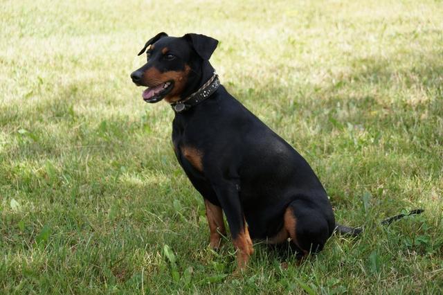 https://images.dog.ceo/breeds/pinscher/Coffee_Soul_Bari010.jpg