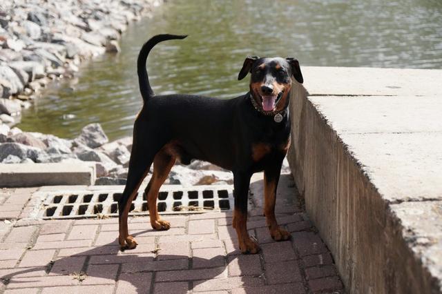 https://images.dog.ceo/breeds/pinscher/Coffee_Soul_Bari011.jpg