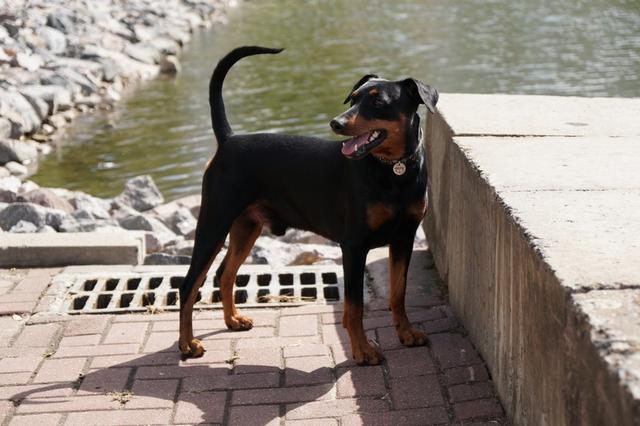 https://images.dog.ceo/breeds/pinscher/Coffee_Soul_Bari012.jpg