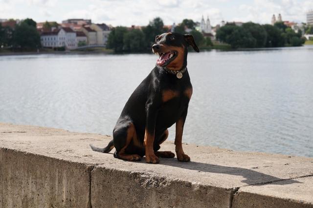 https://images.dog.ceo/breeds/pinscher/Coffee_Soul_Bari013.jpg