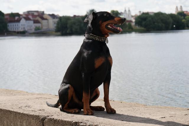 https://images.dog.ceo/breeds/pinscher/Coffee_Soul_Bari014.jpg