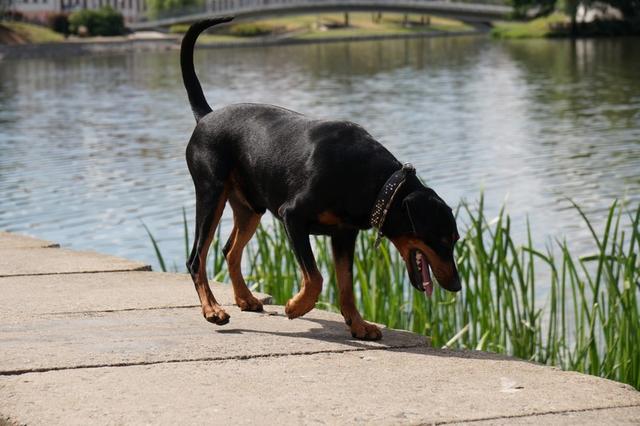 https://images.dog.ceo/breeds/pinscher/Coffee_Soul_Bari015.jpg